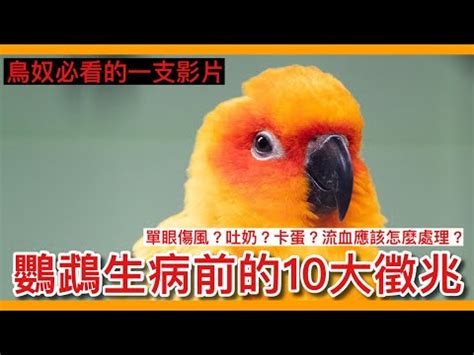 小鳥死了怎麼辦|寵物鳥意外死亡處理指南